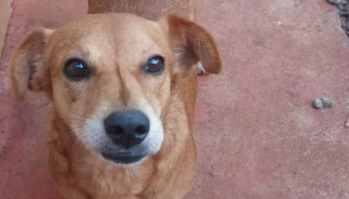 Internauta pede ajuda para identificar autor de enforcamento de sua cachorrinha de estimação.